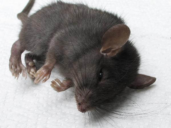 Photo of Rattus rattus by Virginia Skilton